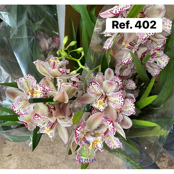 Orquídeas de Coleção com 3/4 bolbos  3