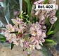 Orquídeas de Coleção com 3/4 bolbos  - Thumbnail 3