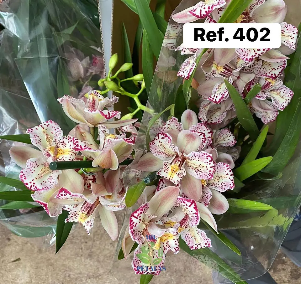 Orquídeas de Coleção com 3/4 bolbos  3