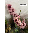 Orquídeas de Coleção com 3/4 bolbos  6