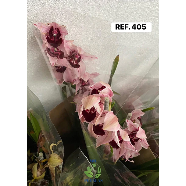 Orquídeas de Coleção com 3/4 bolbos  6
