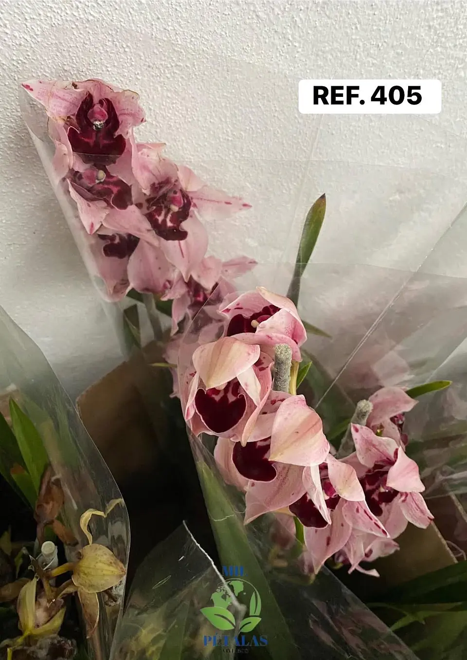 Orquídeas de Coleção com 3/4 bolbos  6