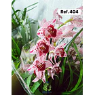 Orquídeas de Coleção com 3/4 bolbos  5