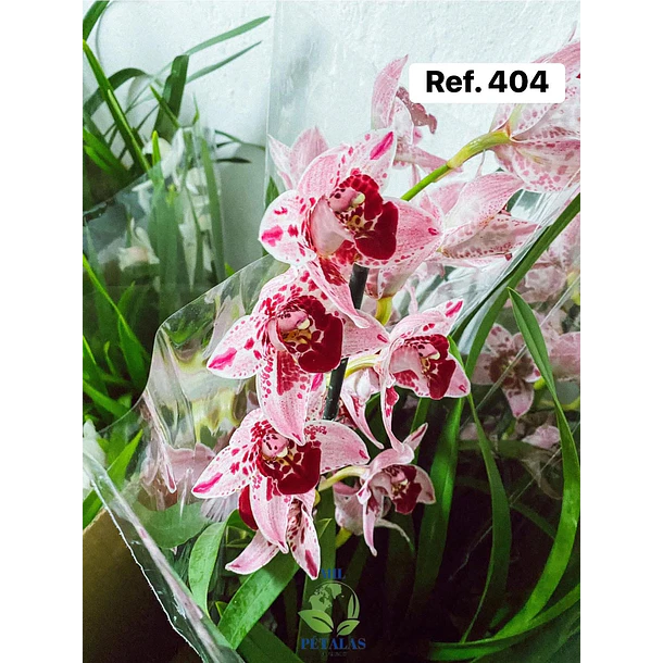 Orquídeas de Coleção com 3/4 bolbos  5