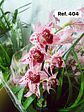 Orquídeas de Coleção com 3/4 bolbos  - Thumbnail 5