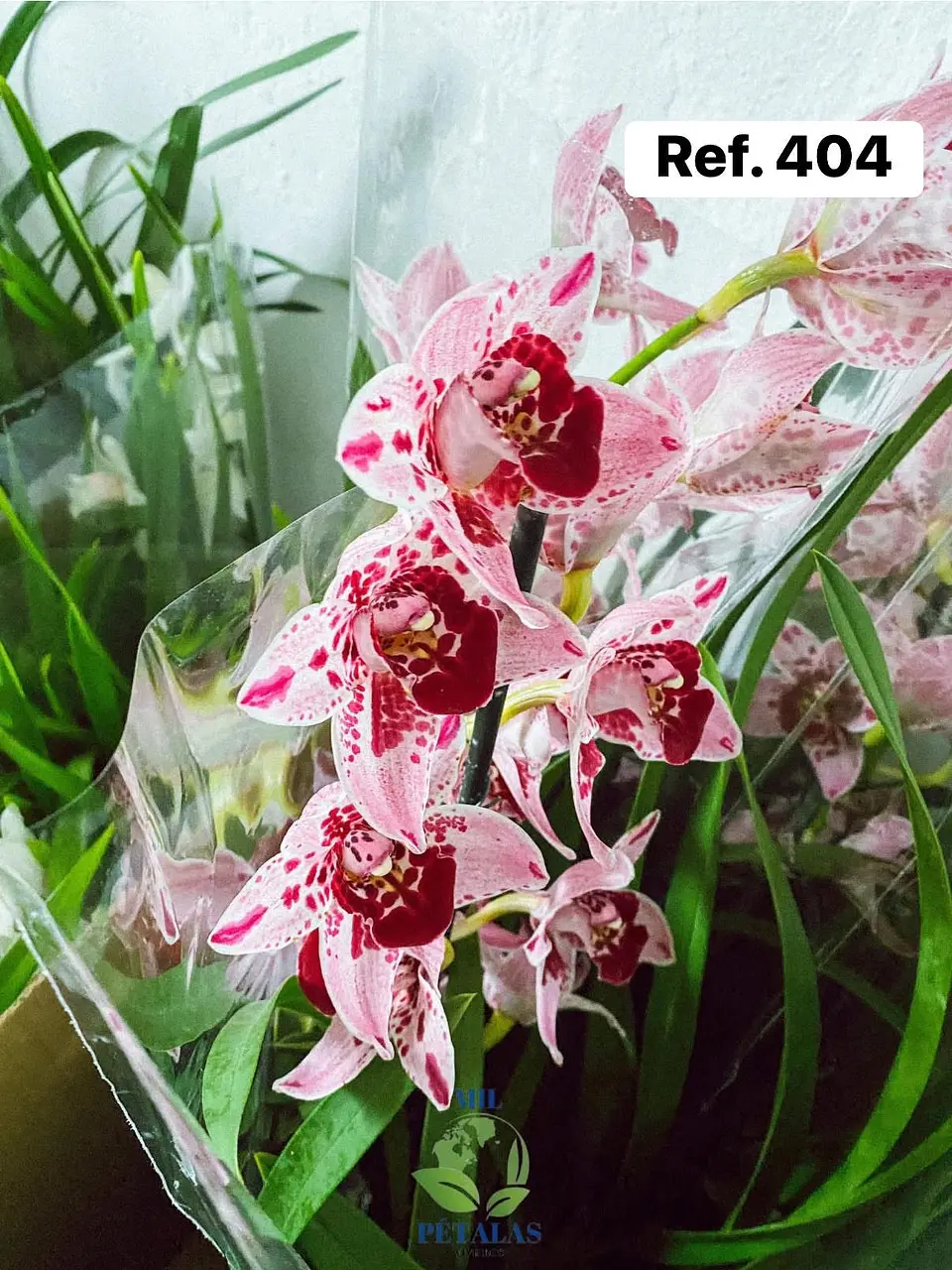 Orquídeas de Coleção com 3/4 bolbos  5