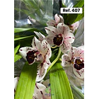 Orquídeas de Coleção com 3/4 bolbos  7