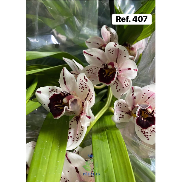 Orquídeas de Coleção com 3/4 bolbos  7