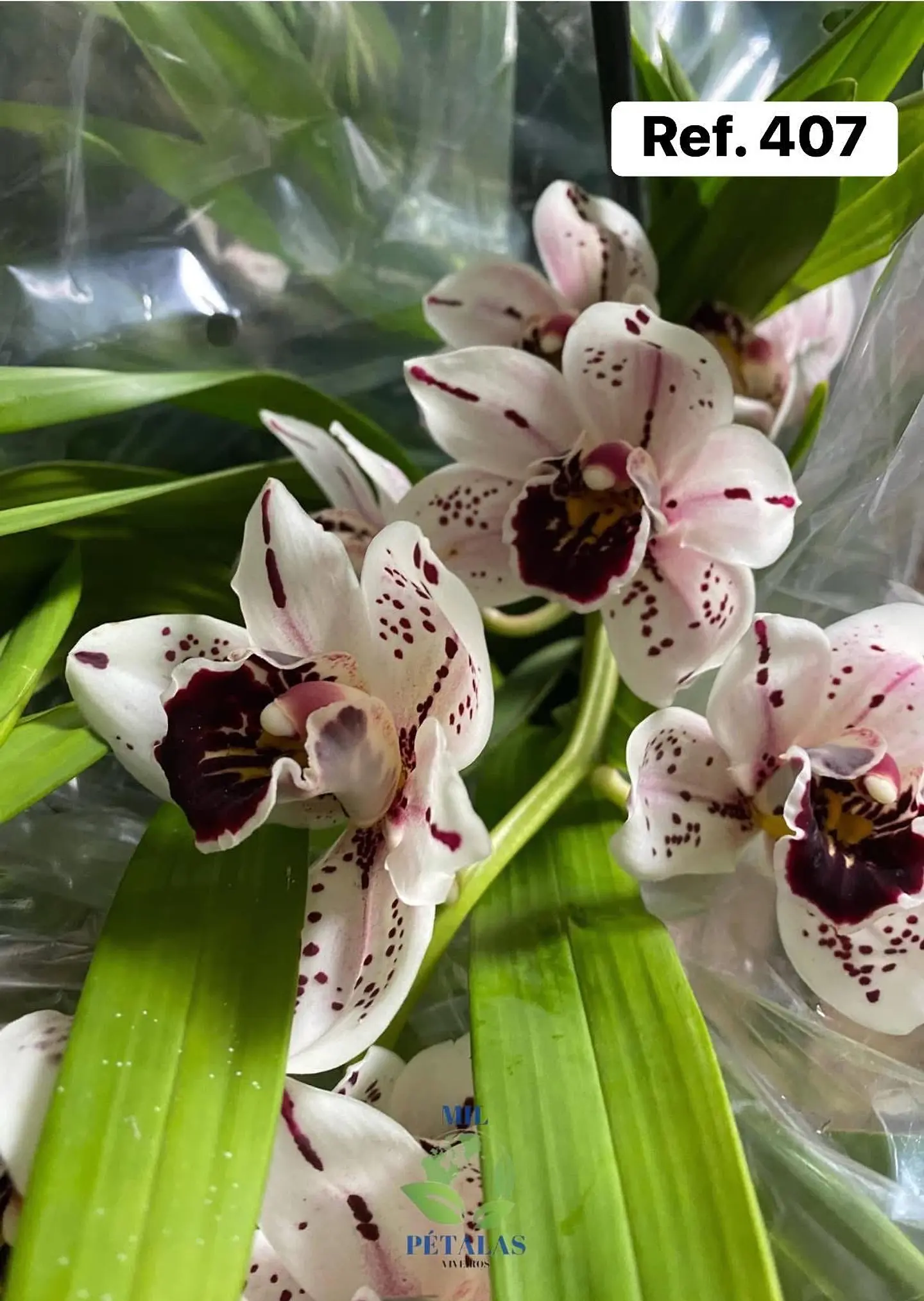 Orquídeas de Coleção com 3/4 bolbos  7