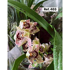 Orquídeas de Coleção com 3/4 bolbos  4