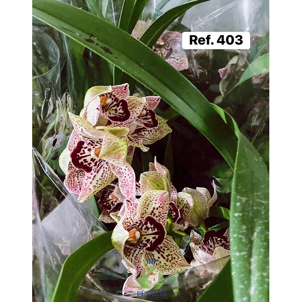 Orquídeas de Coleção com 3/4 bolbos  4