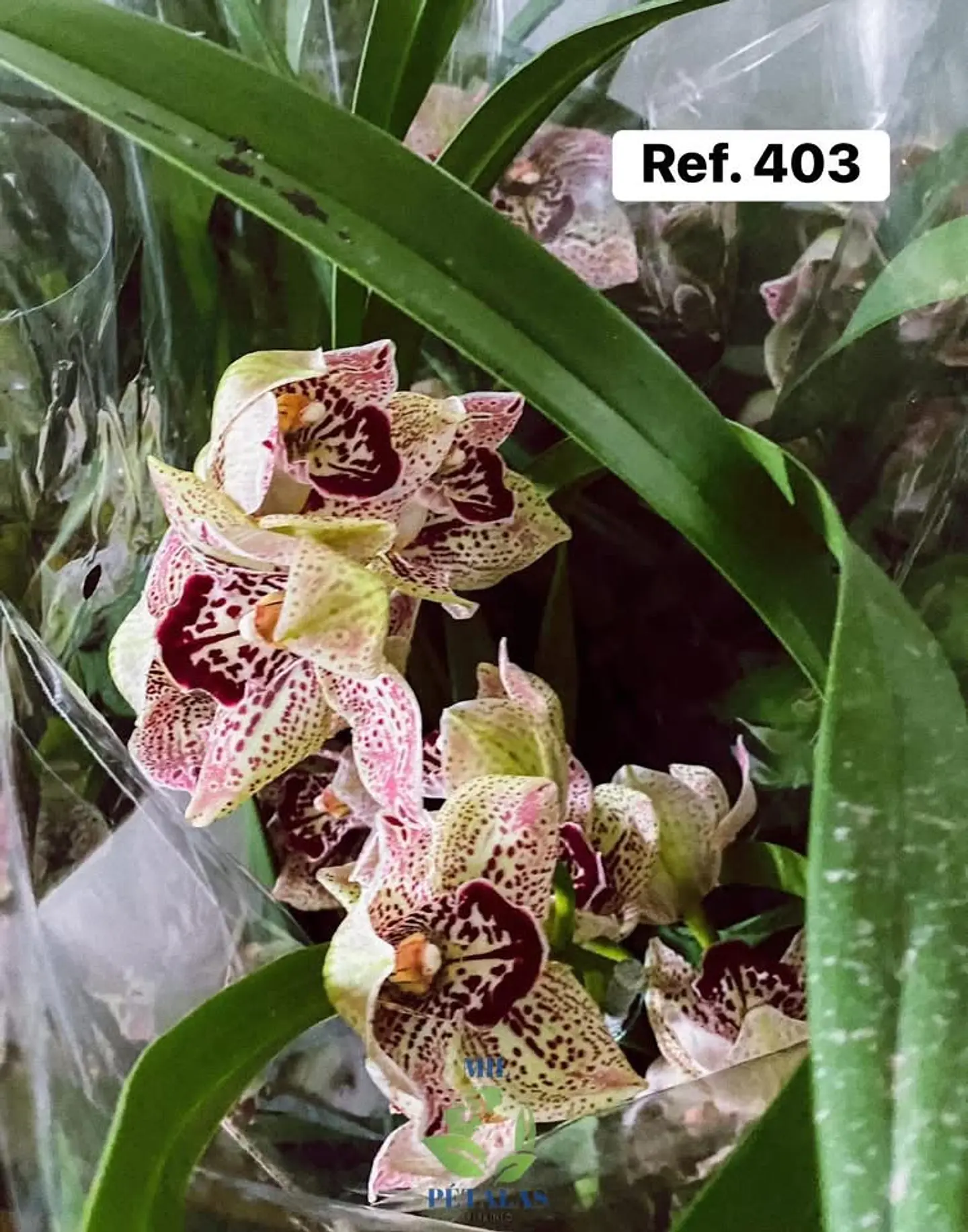Orquídeas de Coleção com 3/4 bolbos  4