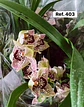 Orquídeas de Coleção com 3/4 bolbos  - Thumbnail 4