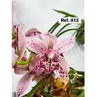 Orquídeas de Coleção com 3/4 bolbos  13