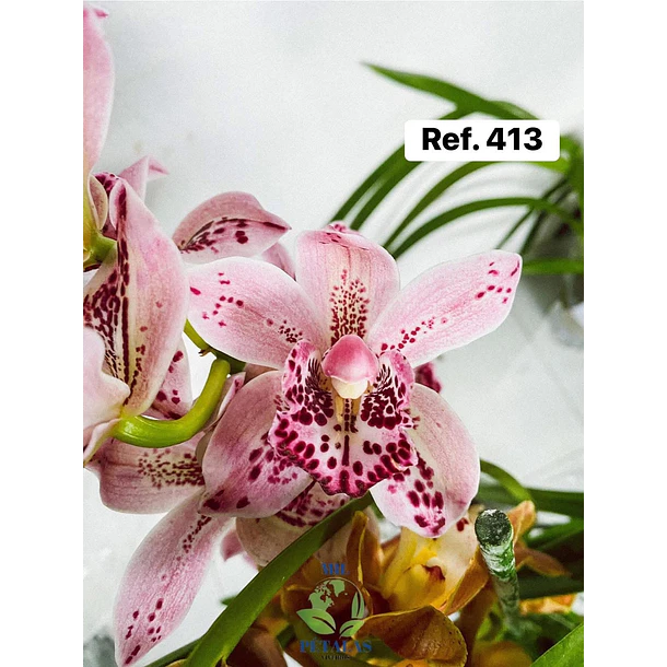 Orquídeas de Coleção com 3/4 bolbos  13