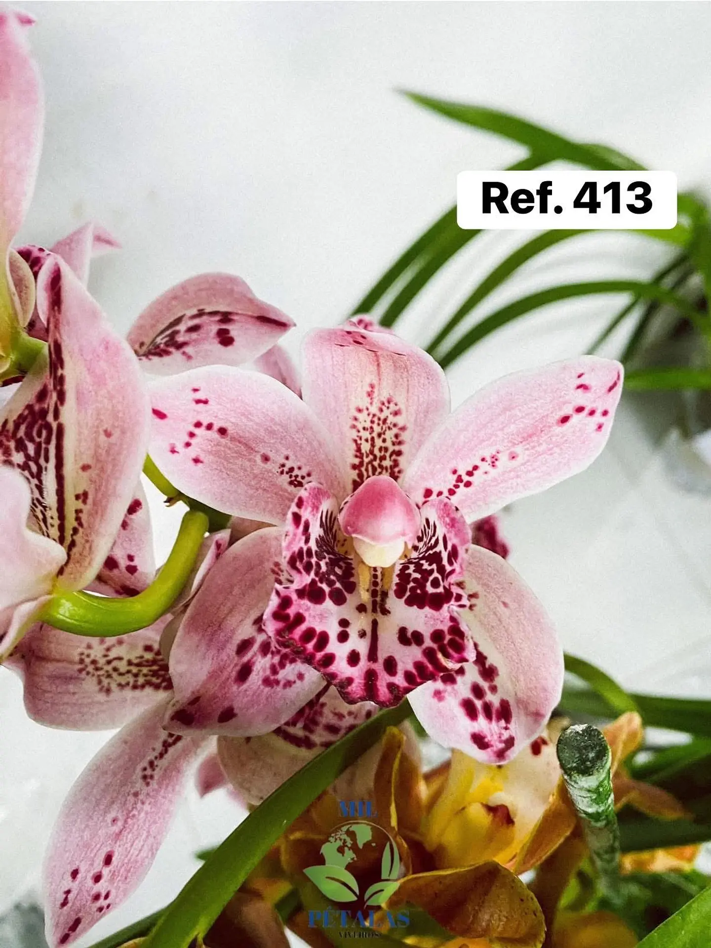 Orquídeas de Coleção com 3/4 bolbos  13