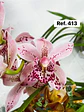 Orquídeas de Coleção com 3/4 bolbos  - Thumbnail 13