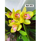 Orquídeas de Coleção com 3/4 bolbos  10