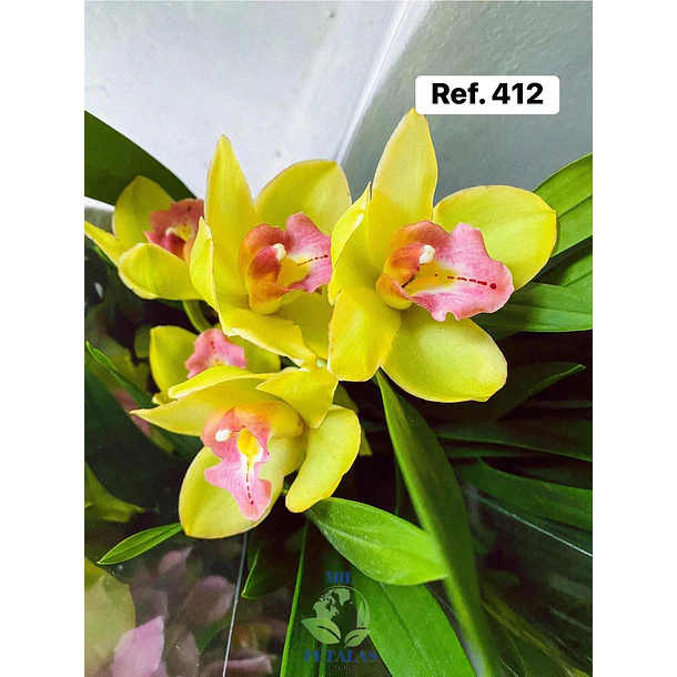 Orquídeas de Coleção com 3/4 bolbos  10