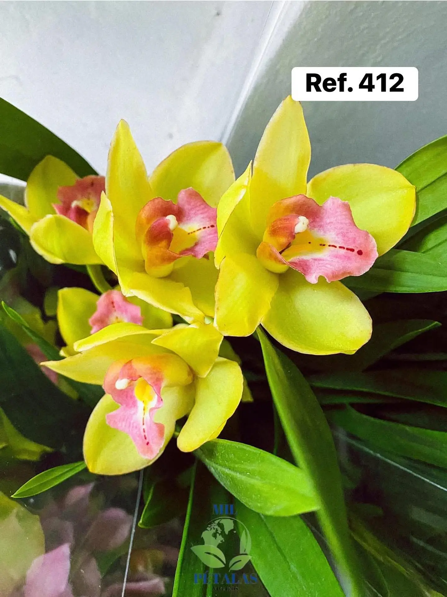 Orquídeas de Coleção com 3/4 bolbos  10