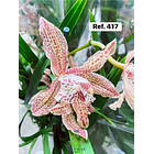 Orquídeas de Coleção com 3/4 bolbos  20