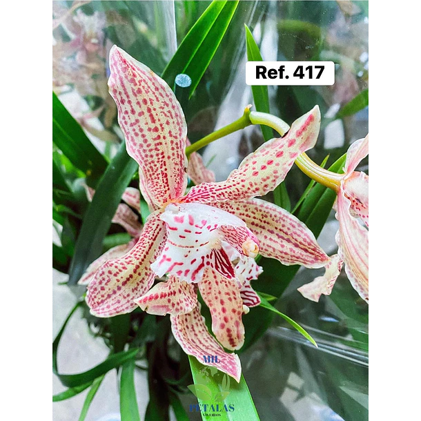 Orquídeas de Coleção com 3/4 bolbos  20