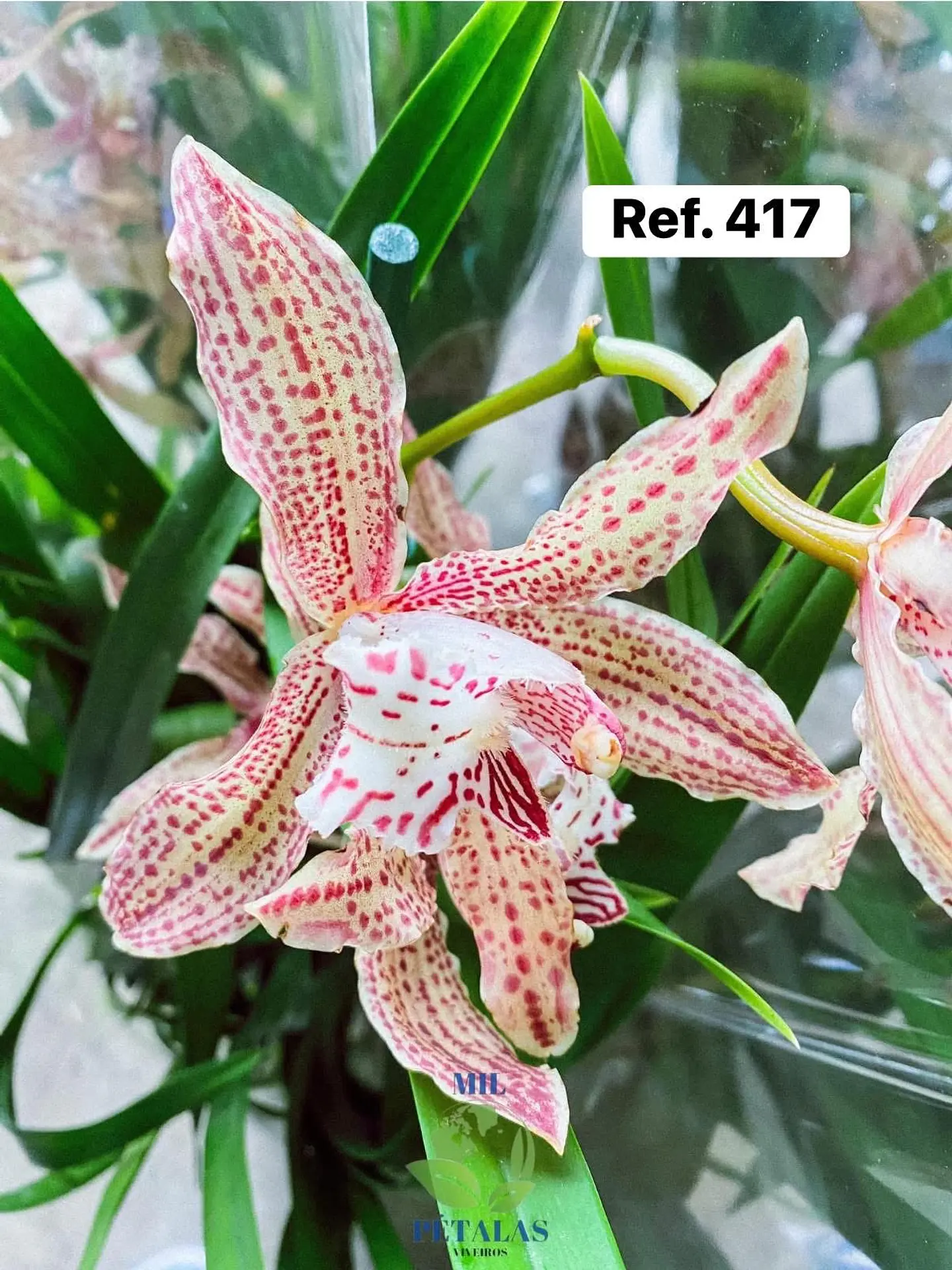 Orquídeas de Coleção com 3/4 bolbos  20
