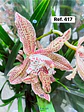 Orquídeas de Coleção com 3/4 bolbos  - Thumbnail 20