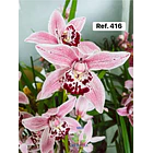 Orquídeas de Coleção com 3/4 bolbos  18