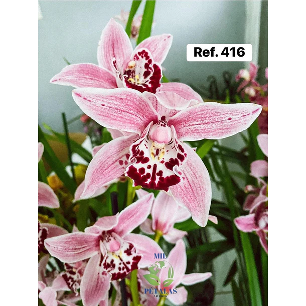 Orquídeas de Coleção com 3/4 bolbos  18