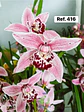 Orquídeas de Coleção com 3/4 bolbos  - Thumbnail 18