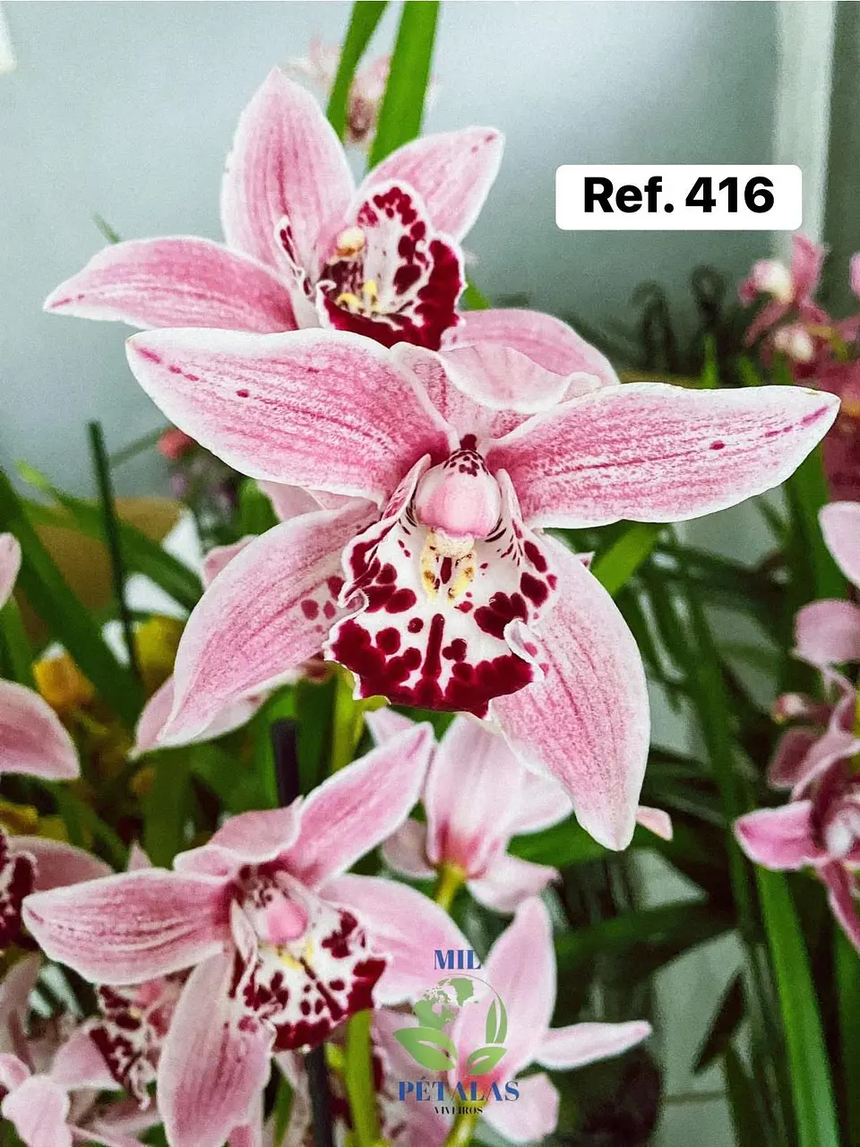 Orquídeas de Coleção com 3/4 bolbos  18