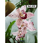 Orquídeas de Coleção com 3/4 bolbos  23