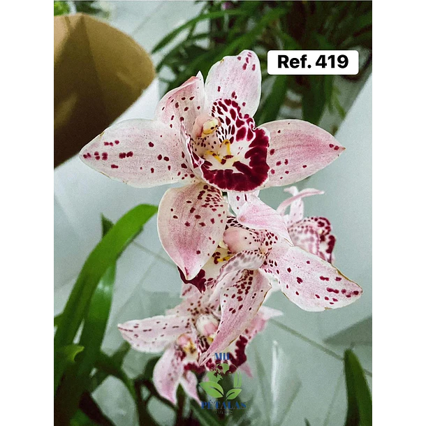 Orquídeas de Coleção com 3/4 bolbos  23