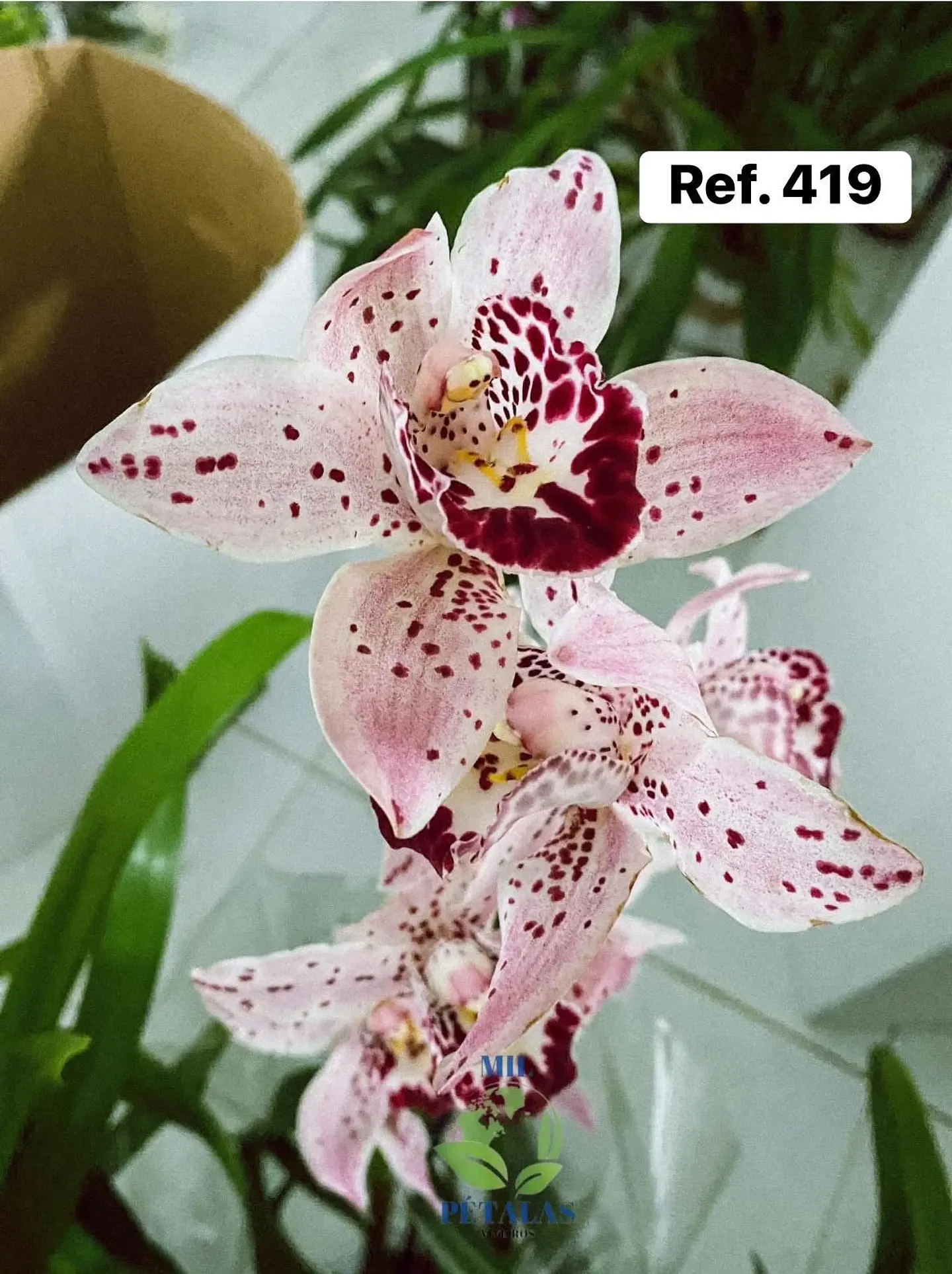 Orquídeas de Coleção com 3/4 bolbos  23