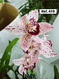 Orquídeas de Coleção com 3/4 bolbos  - Thumbnail 23