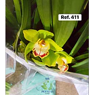 Orquídeas de Coleção com 3/4 bolbos  8