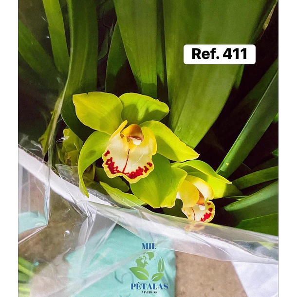 Orquídeas de Coleção com 3/4 bolbos  8