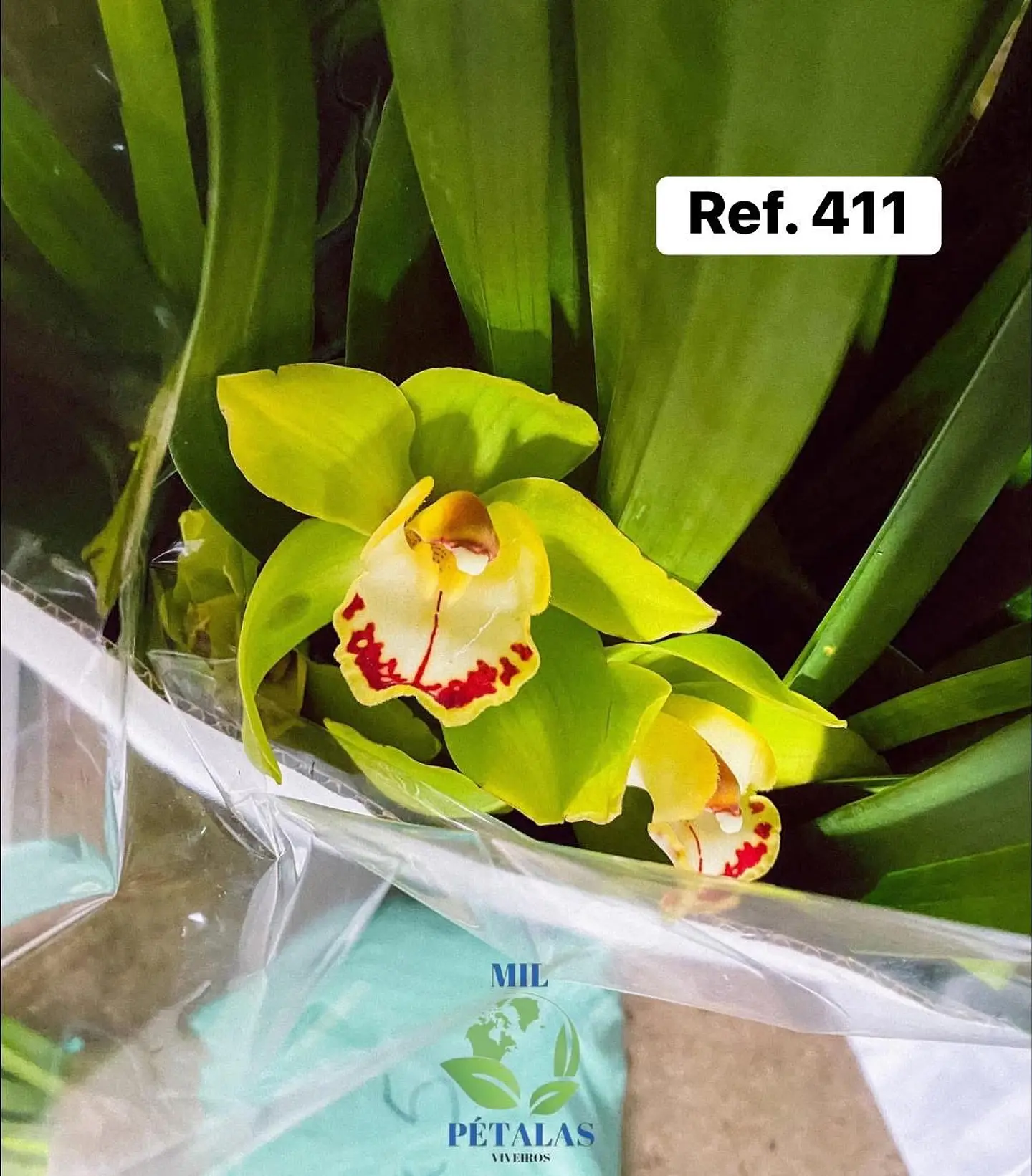 Orquídeas de Coleção com 3/4 bolbos  8