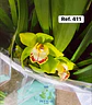 Orquídeas de Coleção com 3/4 bolbos  - Thumbnail 8