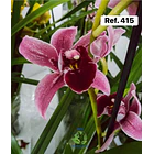 Orquídeas de Coleção com 3/4 bolbos  12