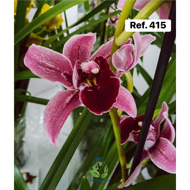 Orquídeas de Coleção com 3/4 bolbos  12