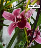 Orquídeas de Coleção com 3/4 bolbos  - Thumbnail 12