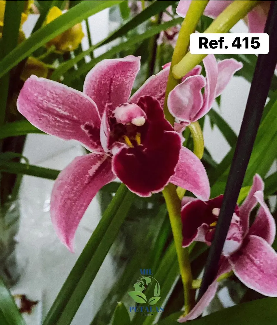 Orquídeas de Coleção com 3/4 bolbos  12