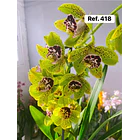 Orquídeas de Coleção com 3/4 bolbos  15