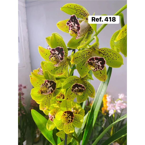Orquídeas de Coleção com 3/4 bolbos  15