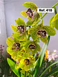 Orquídeas de Coleção com 3/4 bolbos  - Thumbnail 15