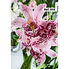 Orquídeas de Coleção com 3/4 bolbos  11