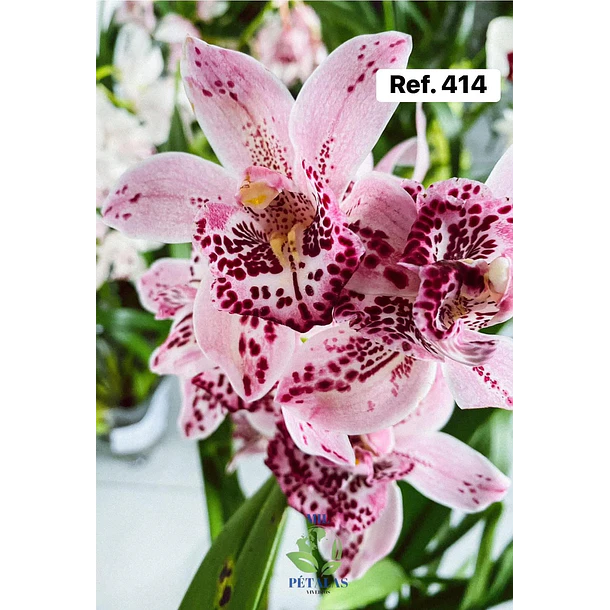 Orquídeas de Coleção com 3/4 bolbos  11