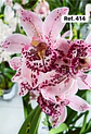 Orquídeas de Coleção com 3/4 bolbos  - Thumbnail 11